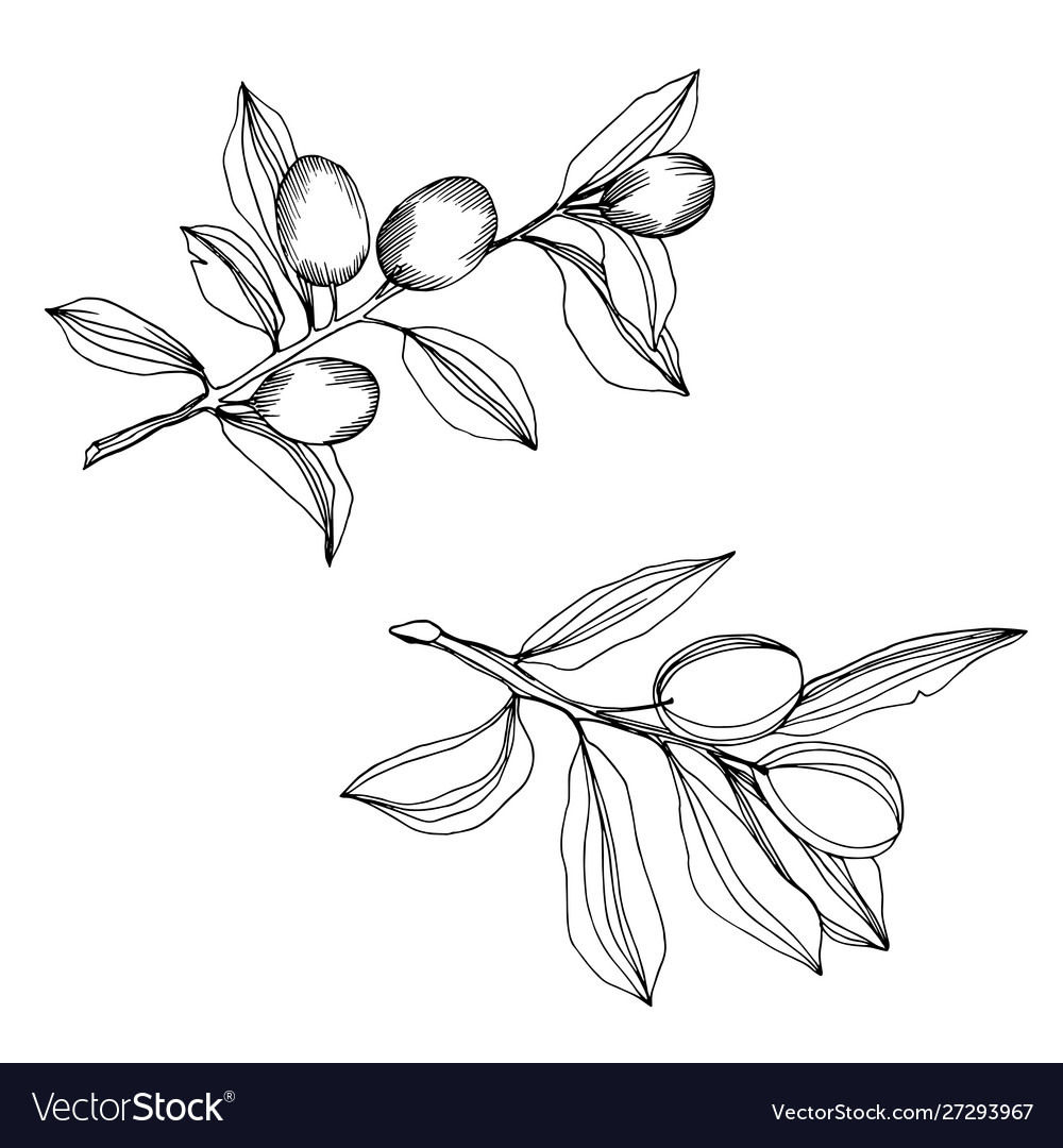 Olive branch with fruit black and white Royalty Free Vector