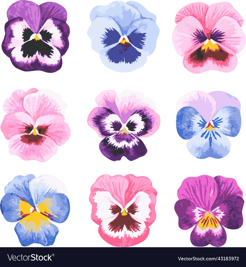 Violets Royalty Free Vector Image - VectorStock