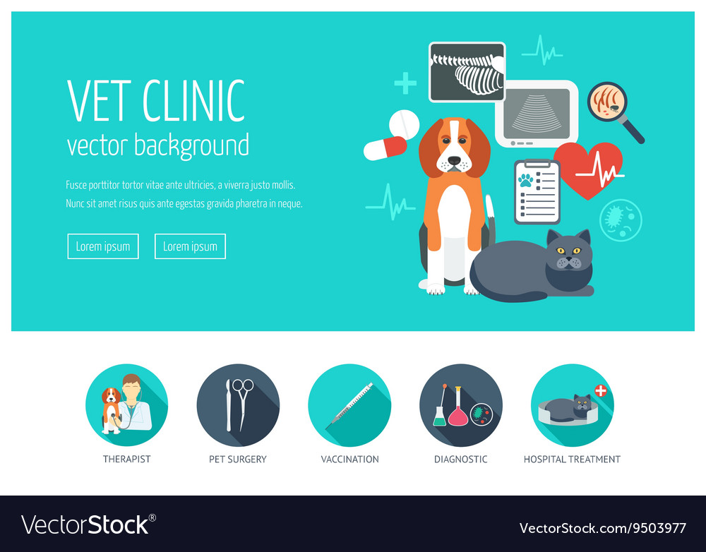 Vet clinic web design concept for website