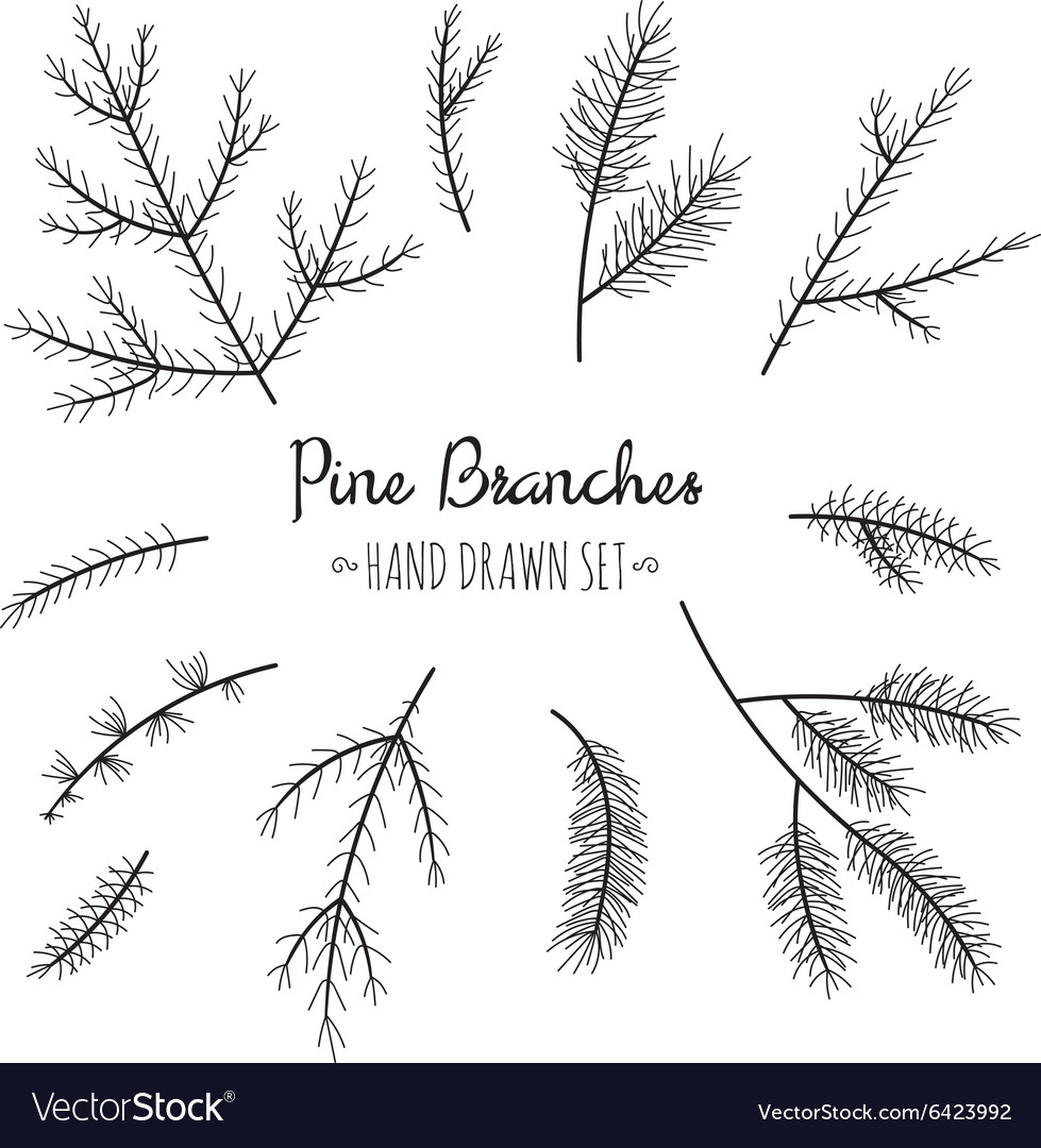 Hand-drawn Pine Branches