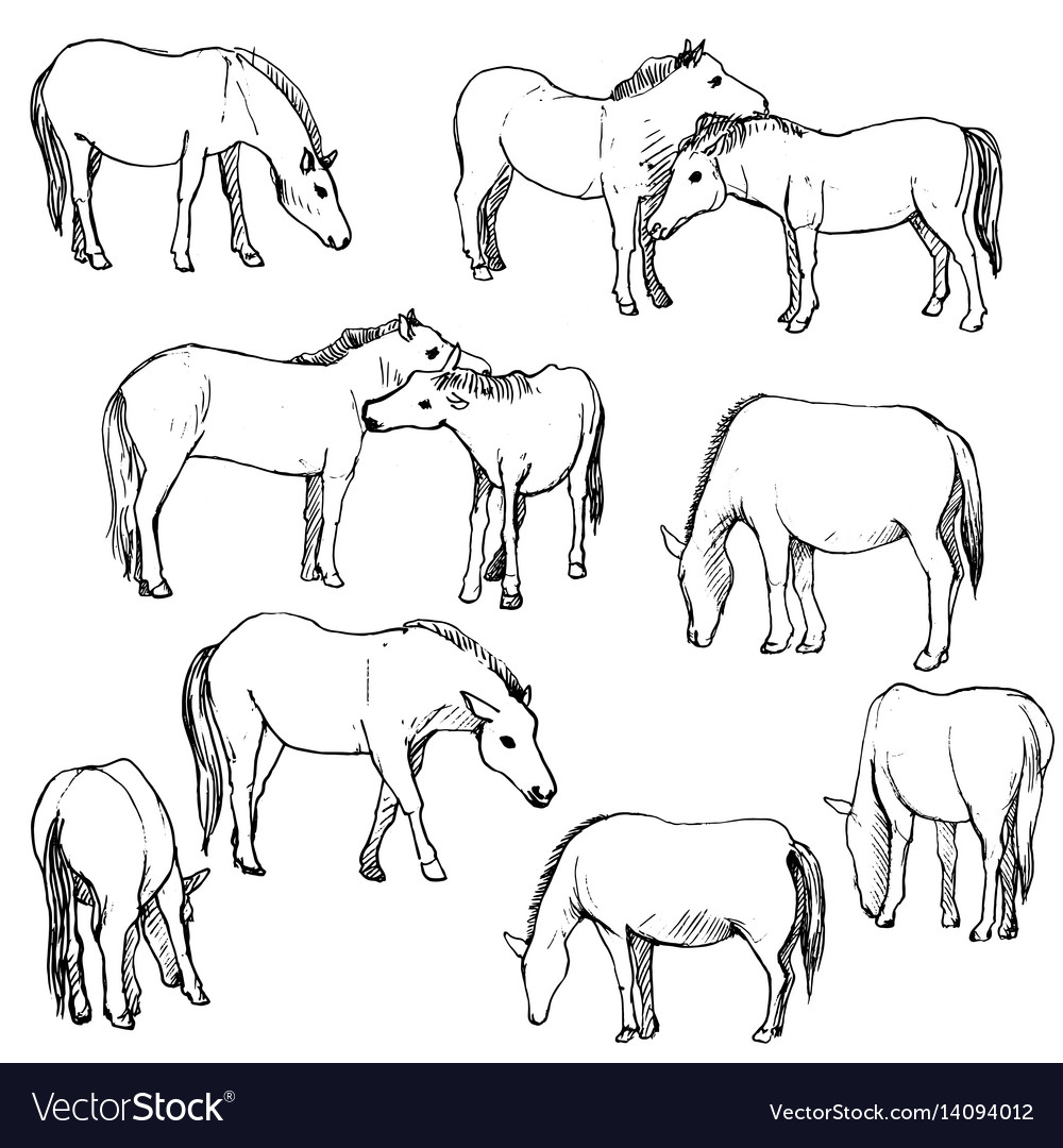 Set horses Royalty Free Vector Image - VectorStock