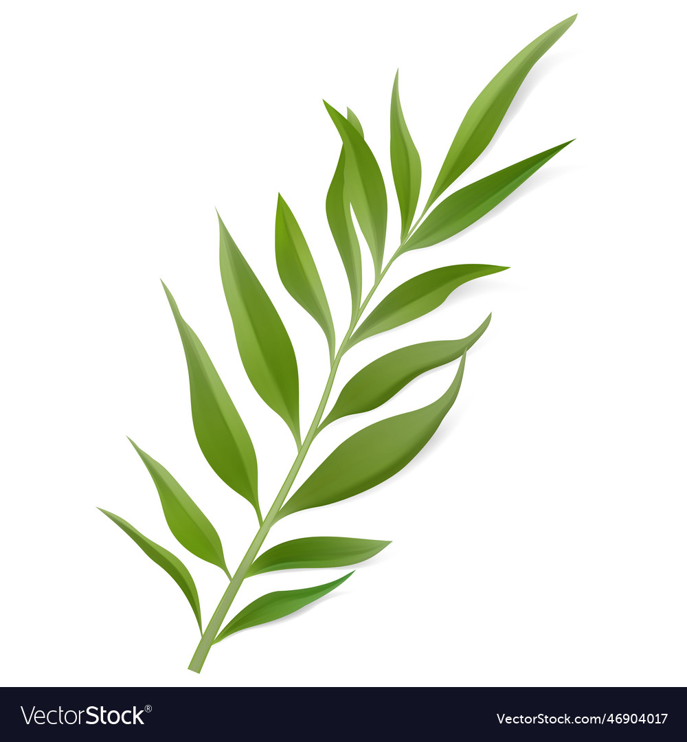 Tropical leaf isolated exotics botanical Vector Image