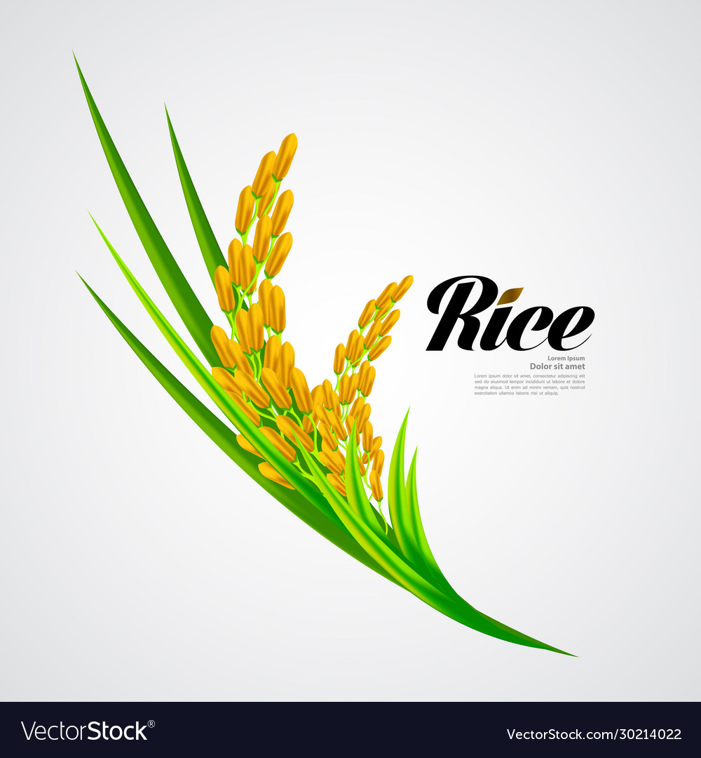 Premium Rice Great Quality Royalty Free Vector Image