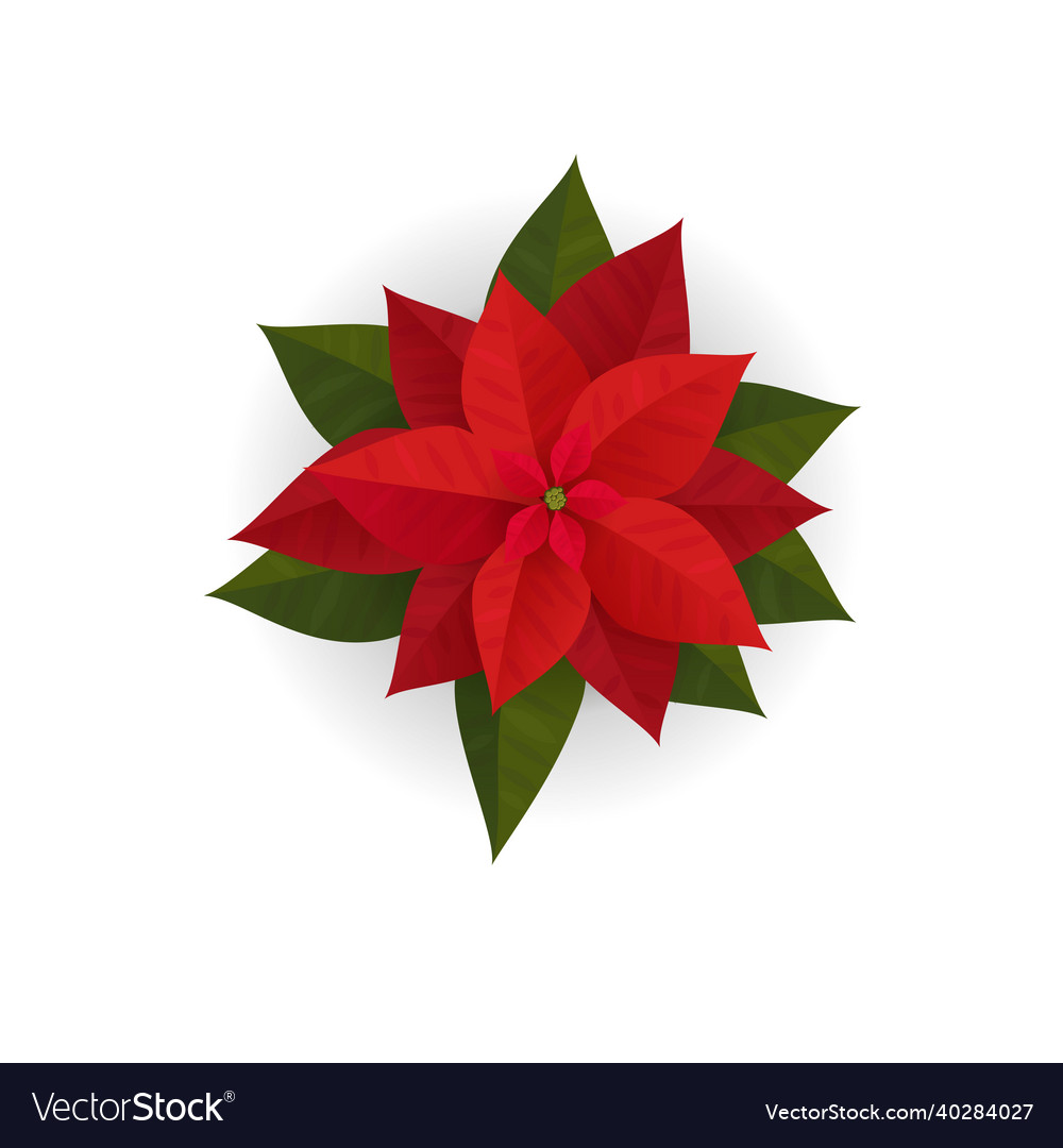 Poinsettia flowers isolated icon for christmas