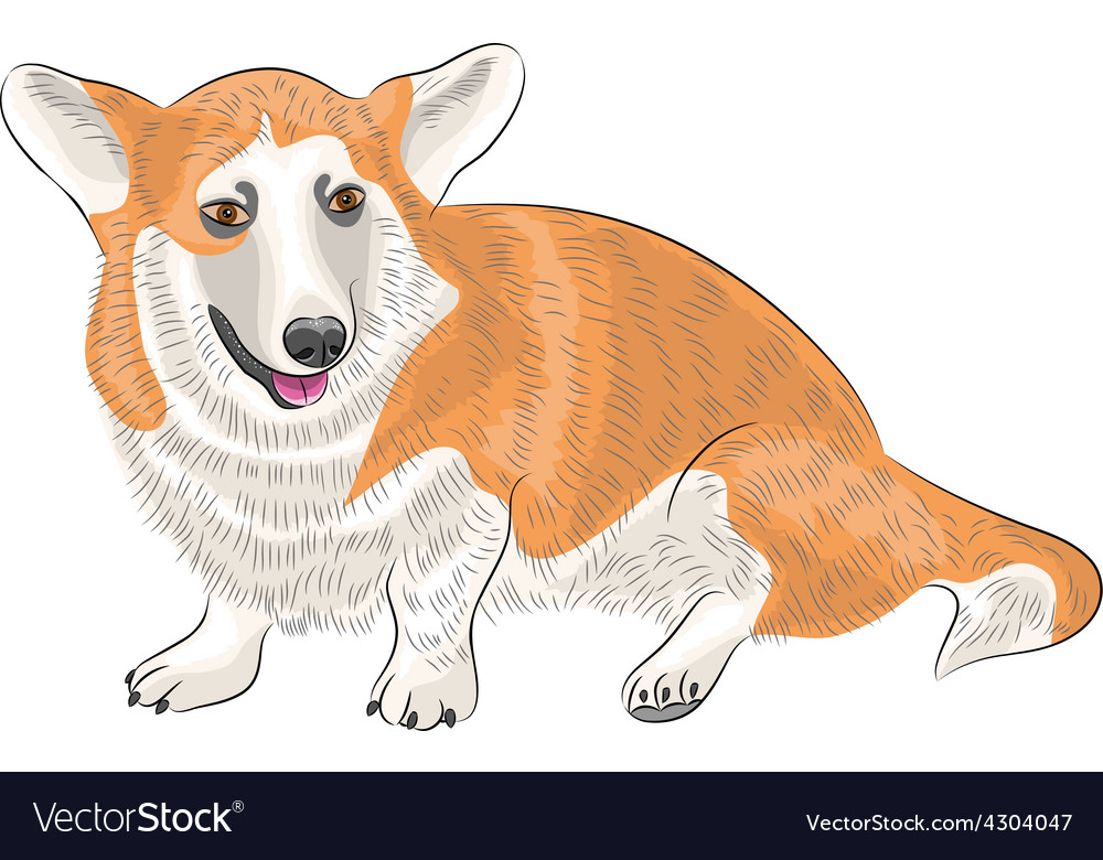 Welsh corgi