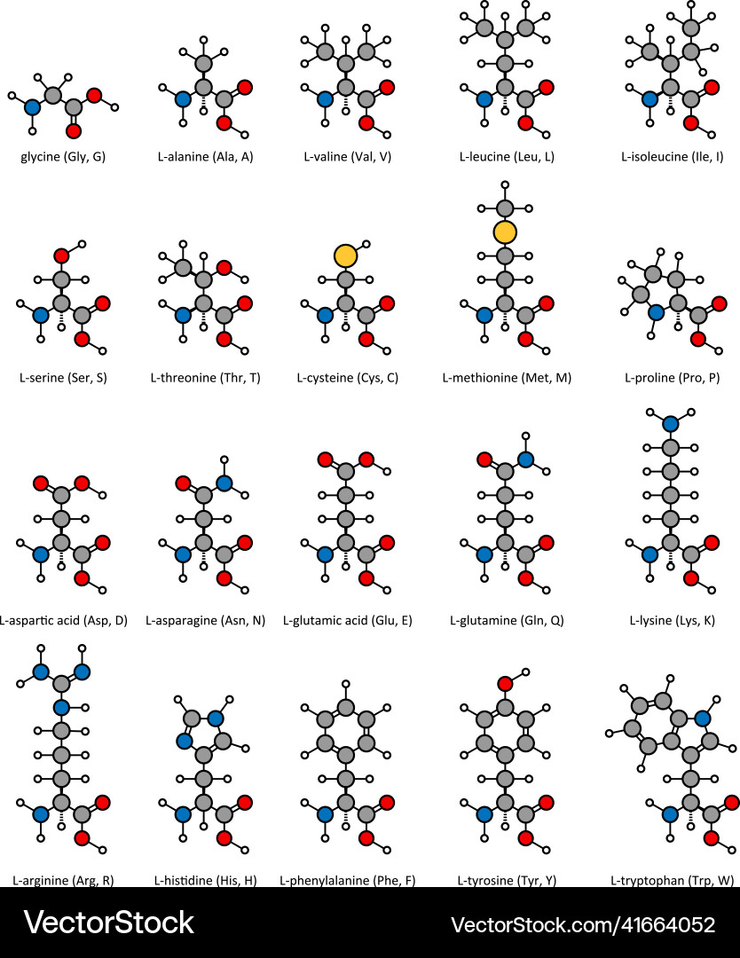 Amino acids chemical structures glycine alanine Vector Image