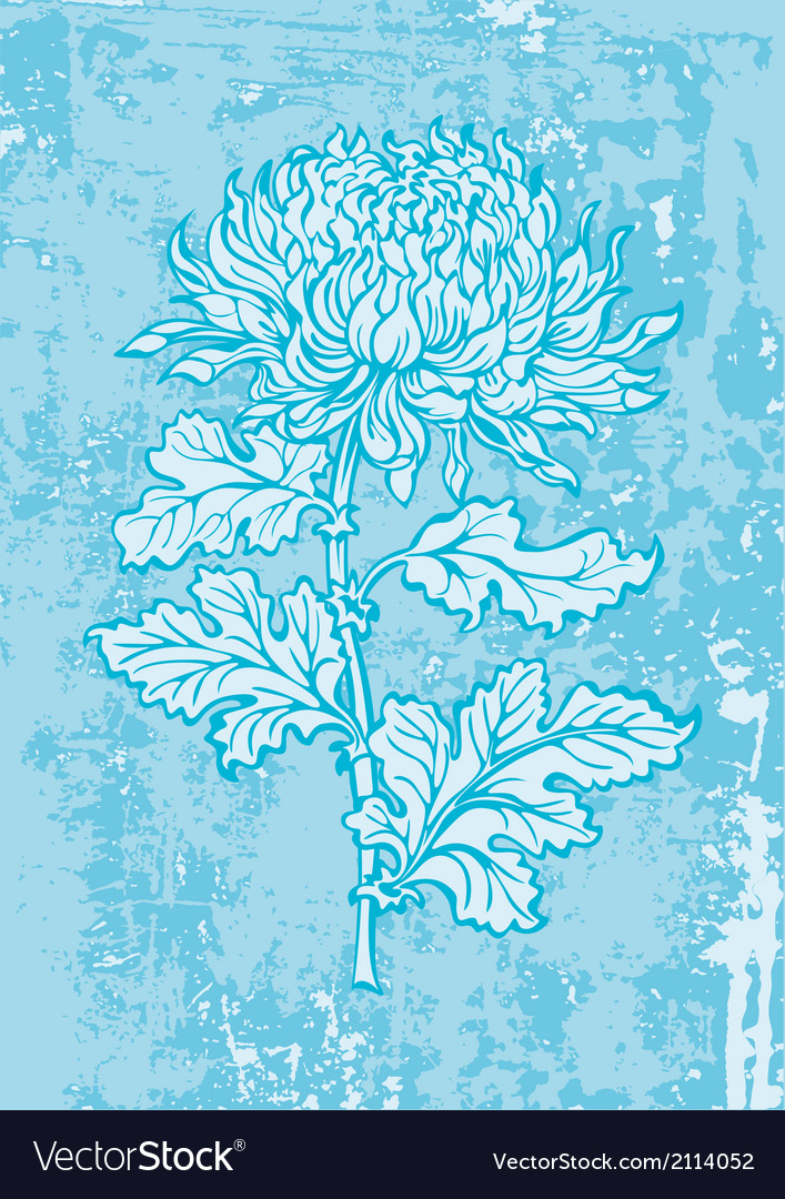Chrysanthemum Royalty Free Vector Image VectorStock
