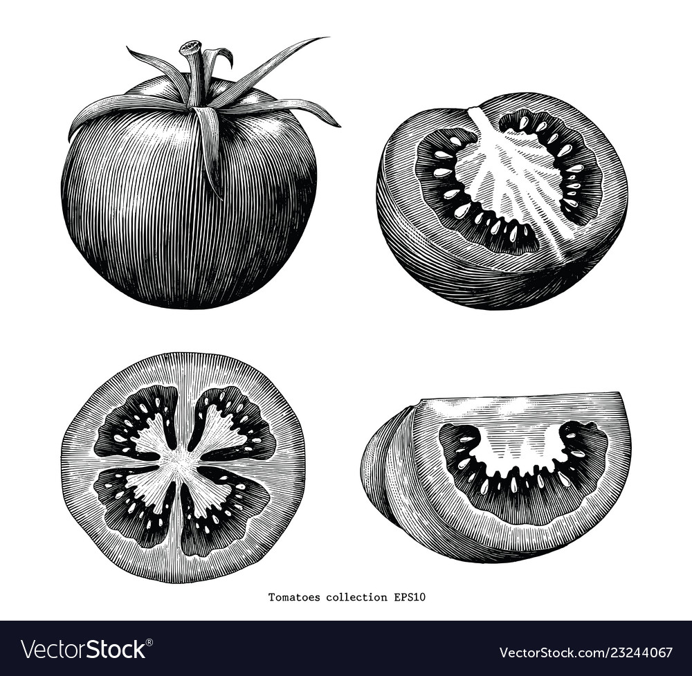 Tomatoes Hand Draw Vintage Clip Art Isolated On Vector Image