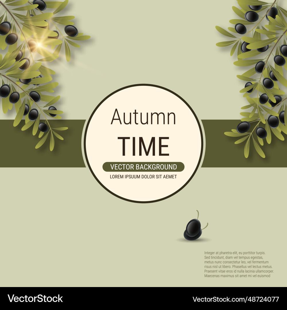 Olive tree branch Royalty Free Vector Image - VectorStock