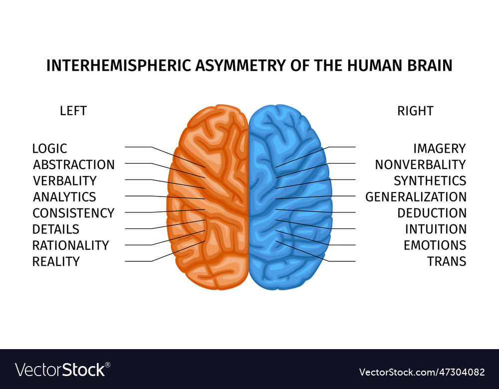 brain asymmetry experiment examples