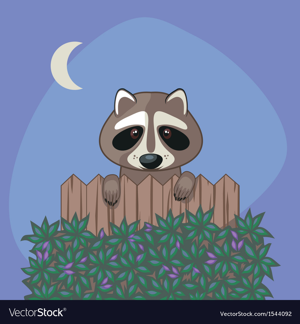 Cute raccoon