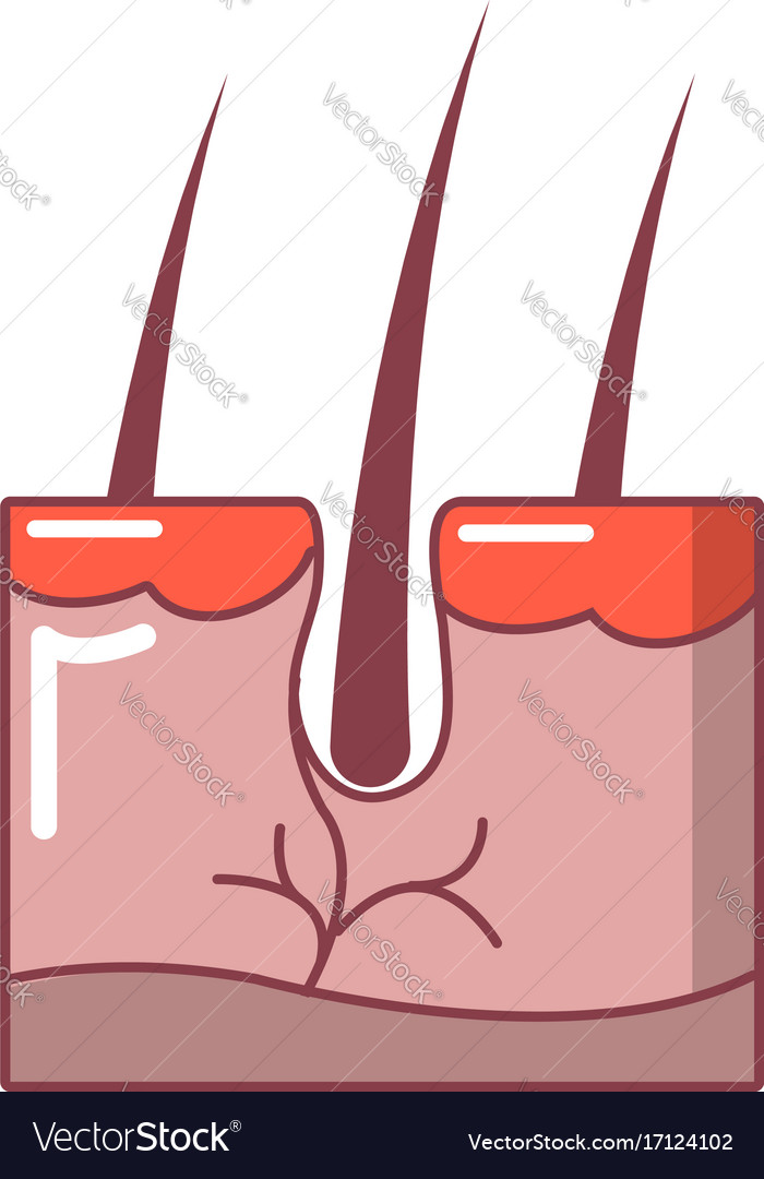 Hair in skin icon cartoon style Royalty Free Vector Image Hair in skin icon cartoon style Royalty Free Vector Image