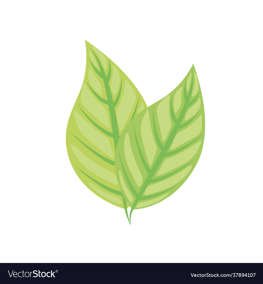 Plant leaves icon Royalty Free Vector Image - VectorStock