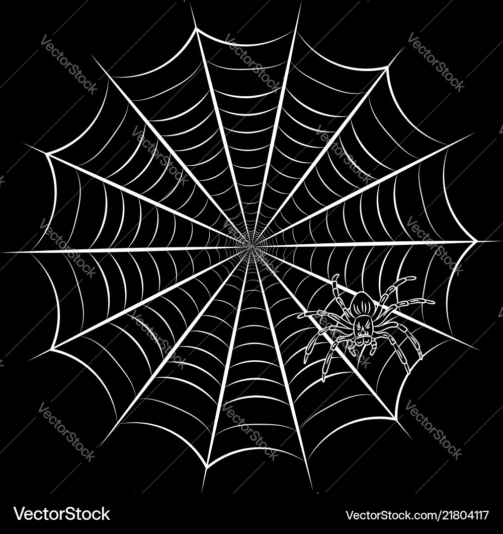 Spider web and Royalty Free Vector Image - VectorStock