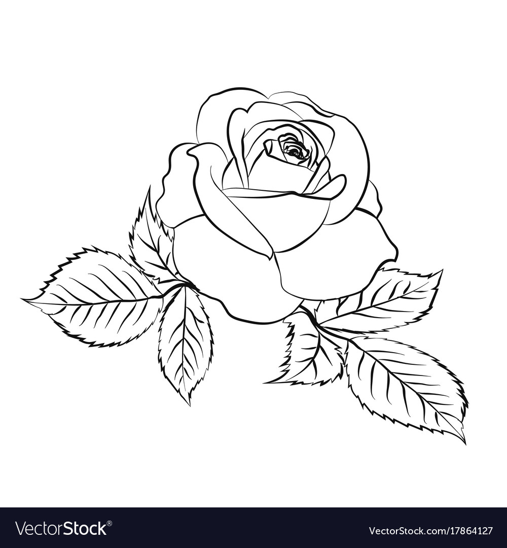 Rose sketch on white background Royalty Free Vector Image