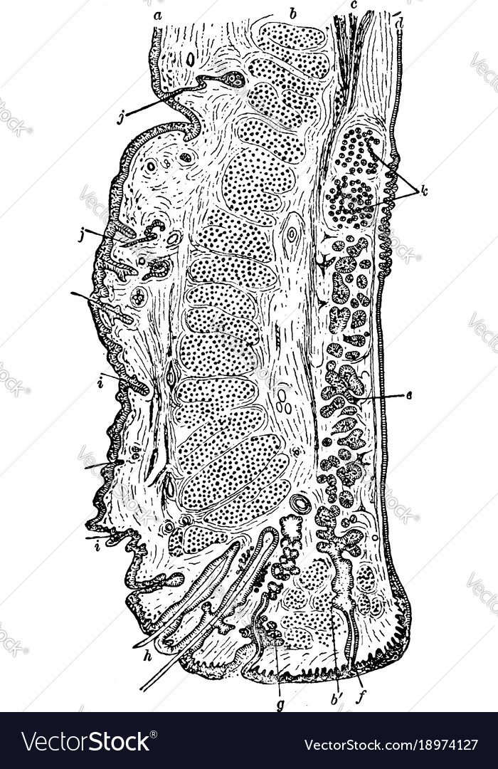 Vertical section through eyelid vintage Royalty Free Vector