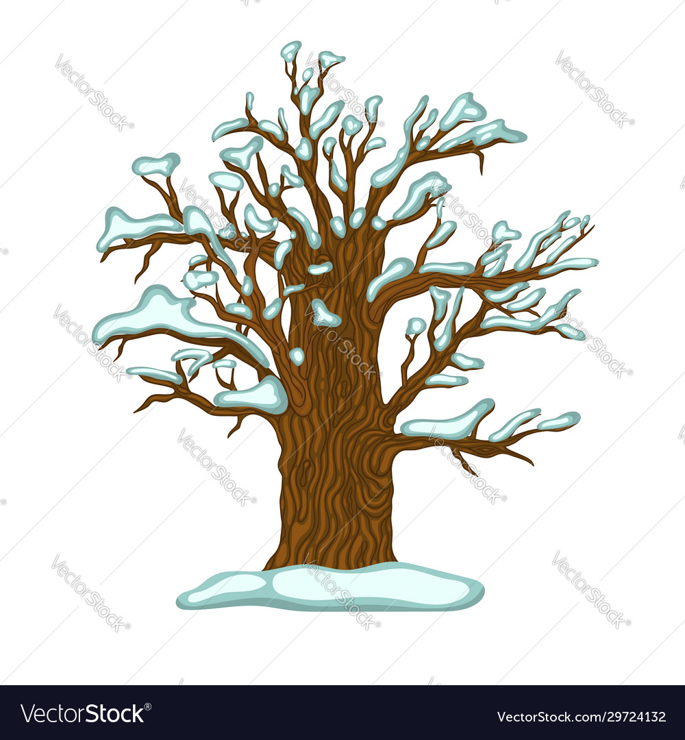 Winter oak covered with snow isolate on a white