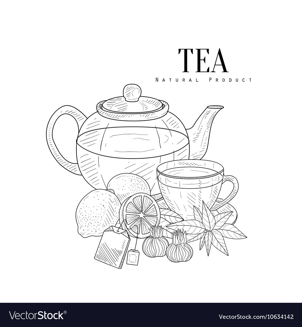 Tea and its components hand drawn realistic sketch