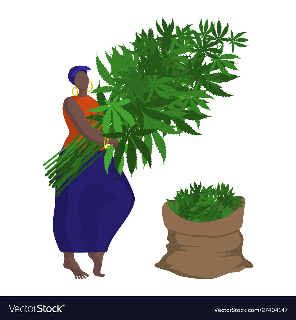 Beautiful black woman is harvesting technical