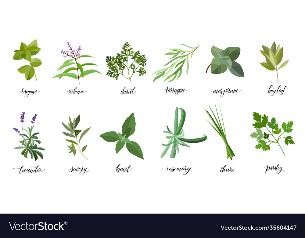 Herbs and spices big set Royalty Free Vector Image