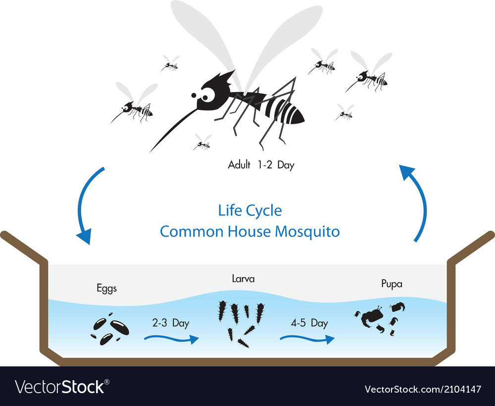 Life Cycle Mosquito Royalty Free Vector Image - Vectorstock