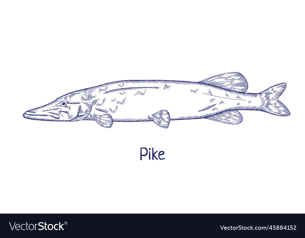 Pike contoured outlined vintage drawing engraved Vector Image