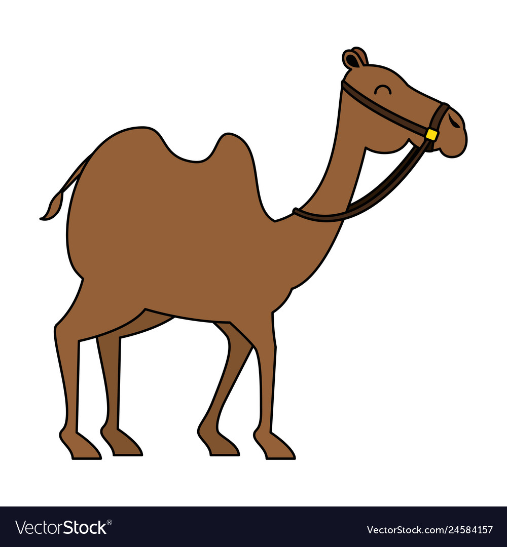Camel animal transport arabe Royalty Free Vector Image Camel animal transport arabe Royalty Free Vector Image