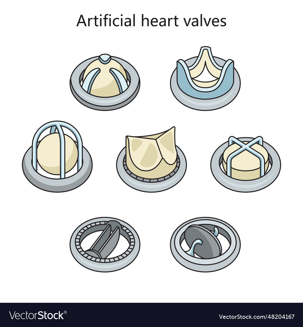 Artificial Heart Valves Medical Science Royalty Free Vector Artificial Heart Valves Medical Science Royalty Free Vector