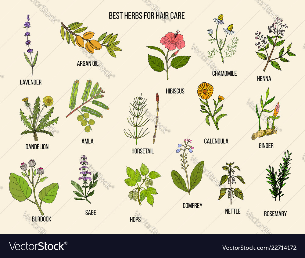 Best medicinal herbs for hair care Royalty Free Vector Image Best medicinal herbs for hair care Royalty Free Vector Image
