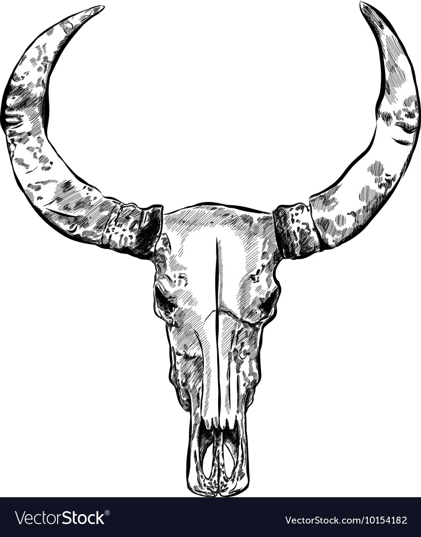 Cow skull- hand drawn