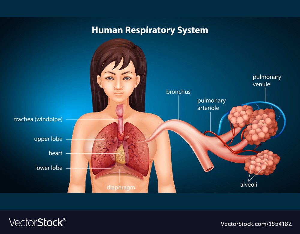 Human respiratory system Royalty Free Vector Image