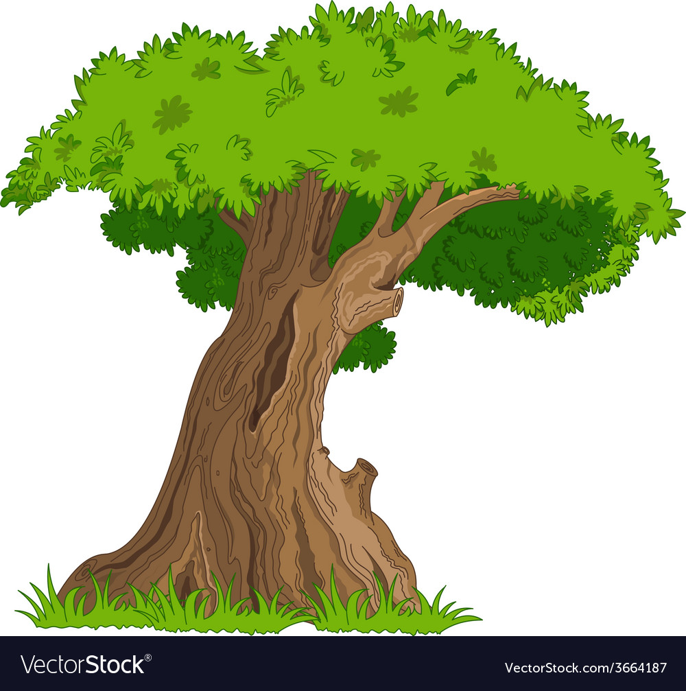 Oak Royalty Free Vector Image - VectorStock