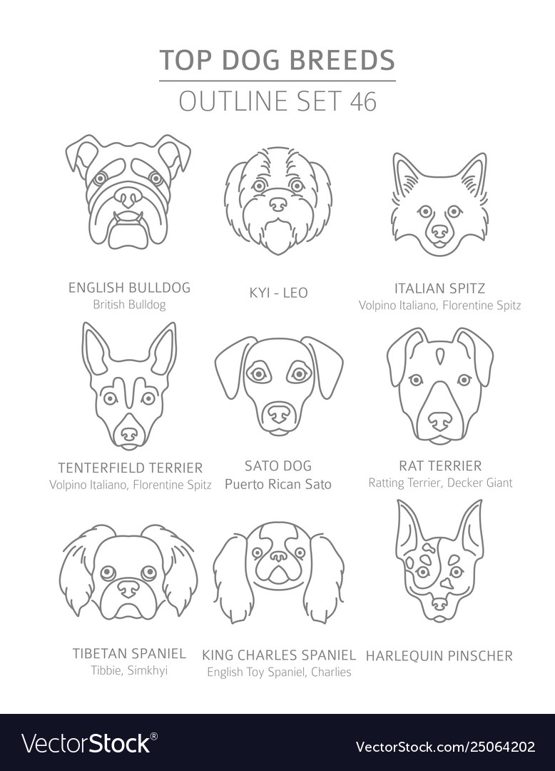 Top dog breeds hunting shepherd and companion Vector Image