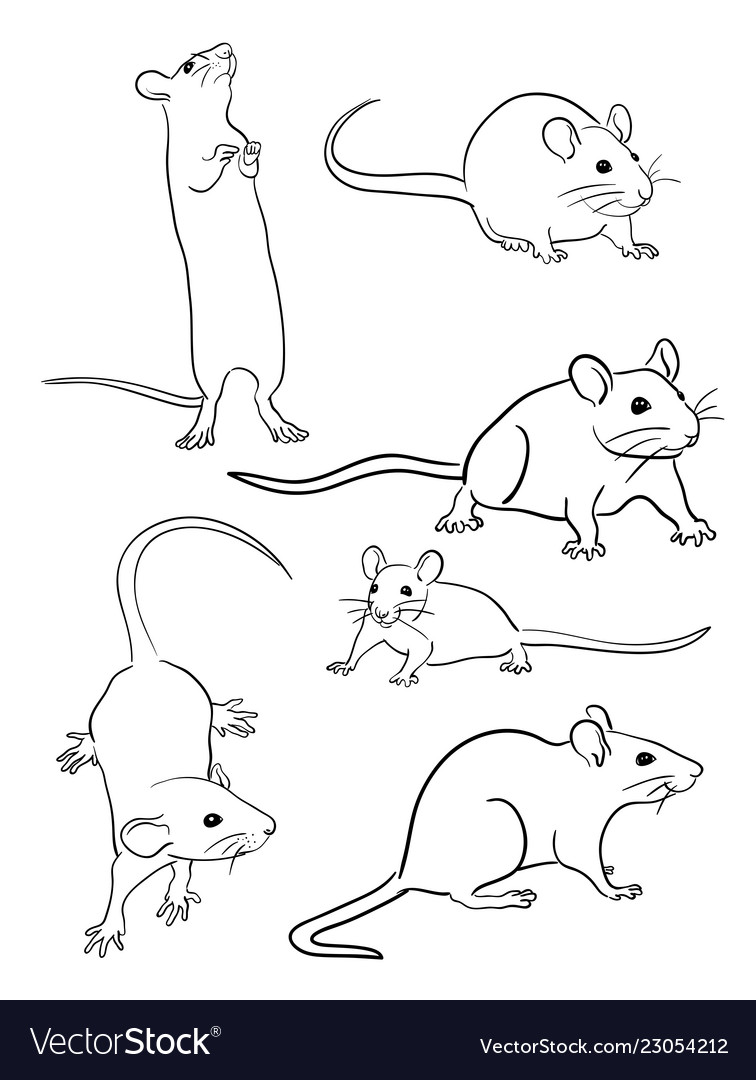 Mice line art 04 Royalty Free Vector Image VectorStock