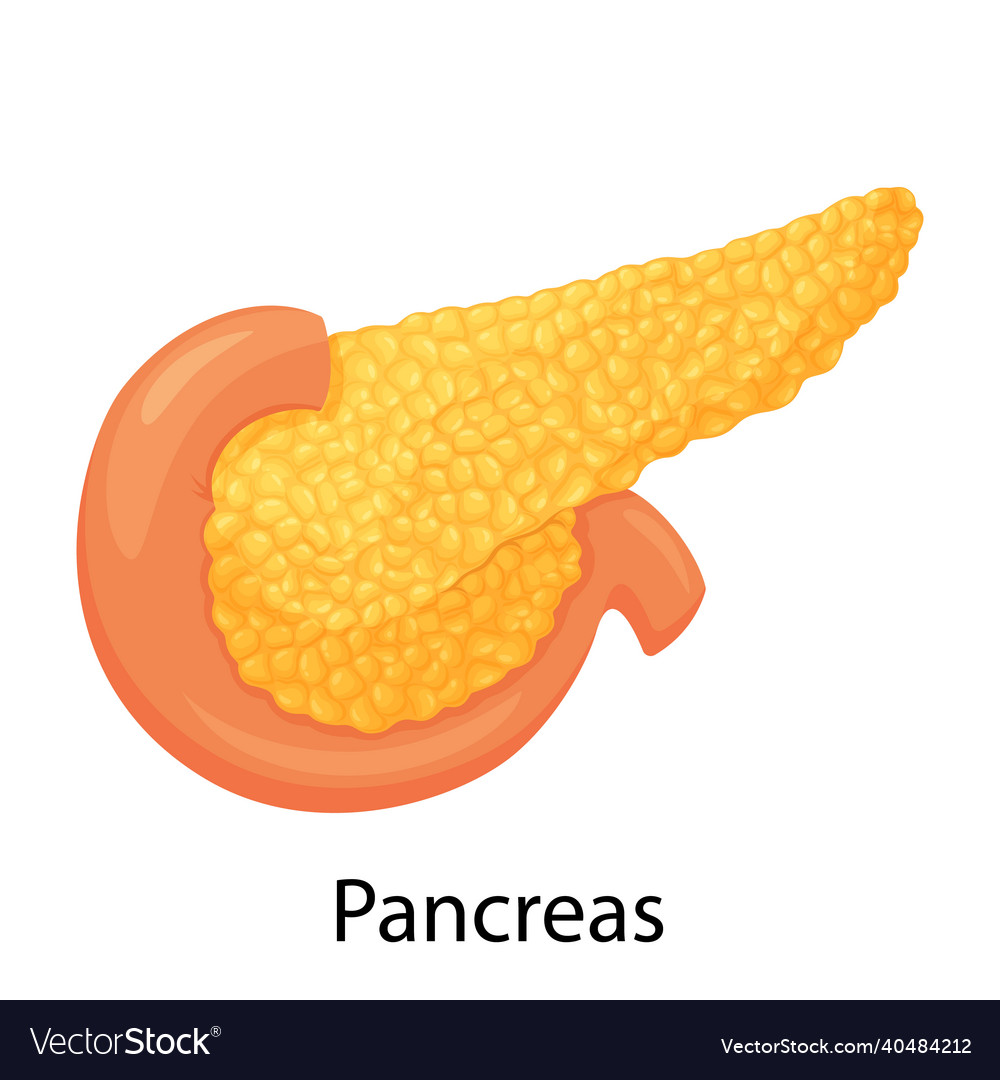 Pancreas human internal organ anatomy on a white