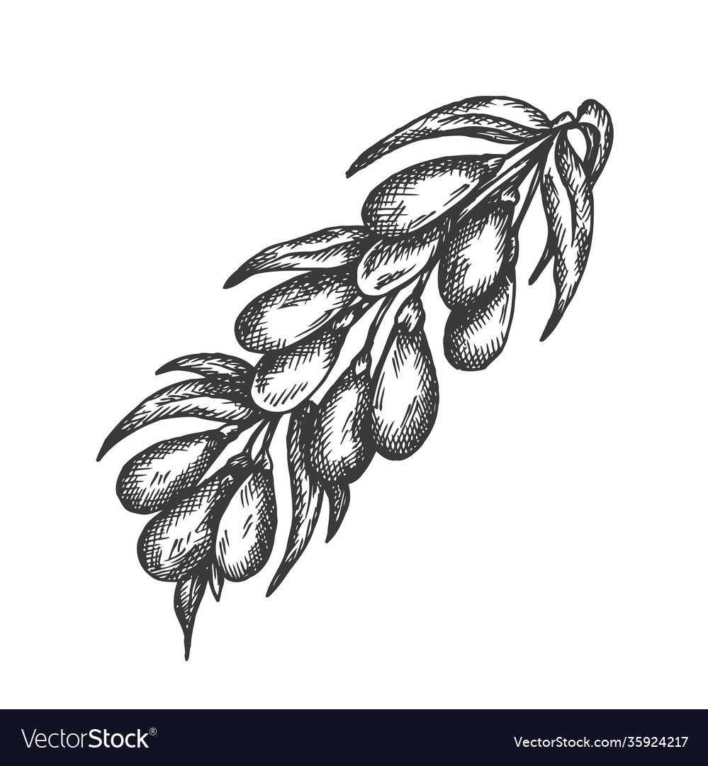 Berry hand drawn sketch fruit