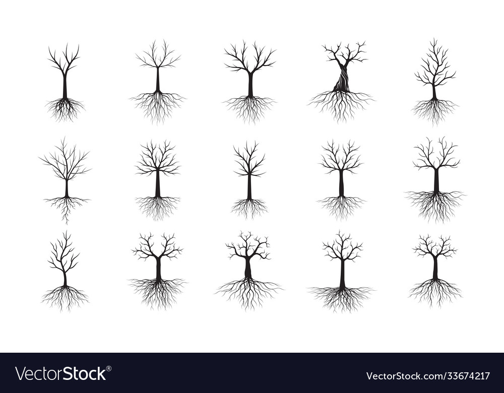 Set black trees with roots outline vector image Set black trees with roots outline