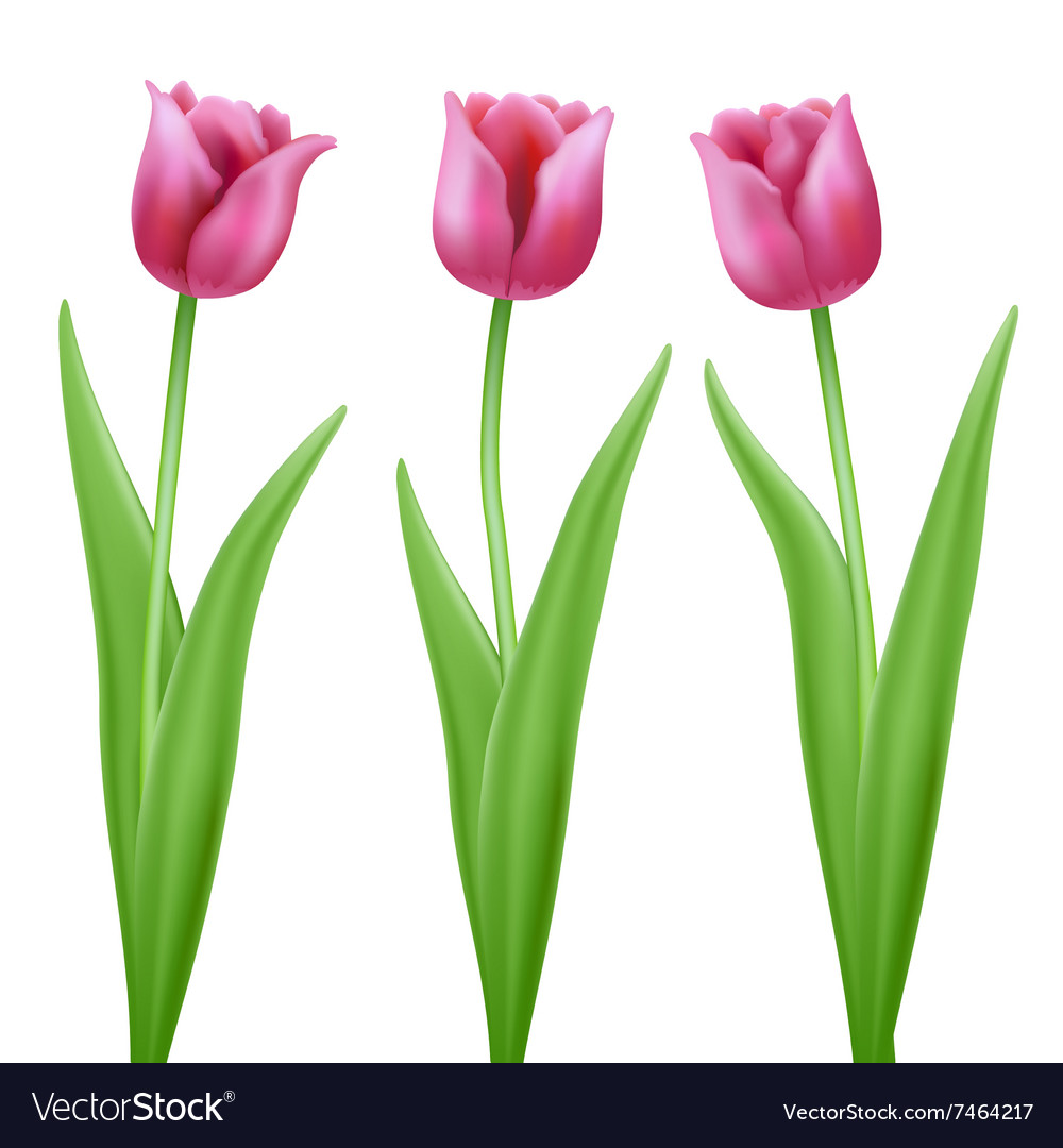 Three pink cartoon tulips