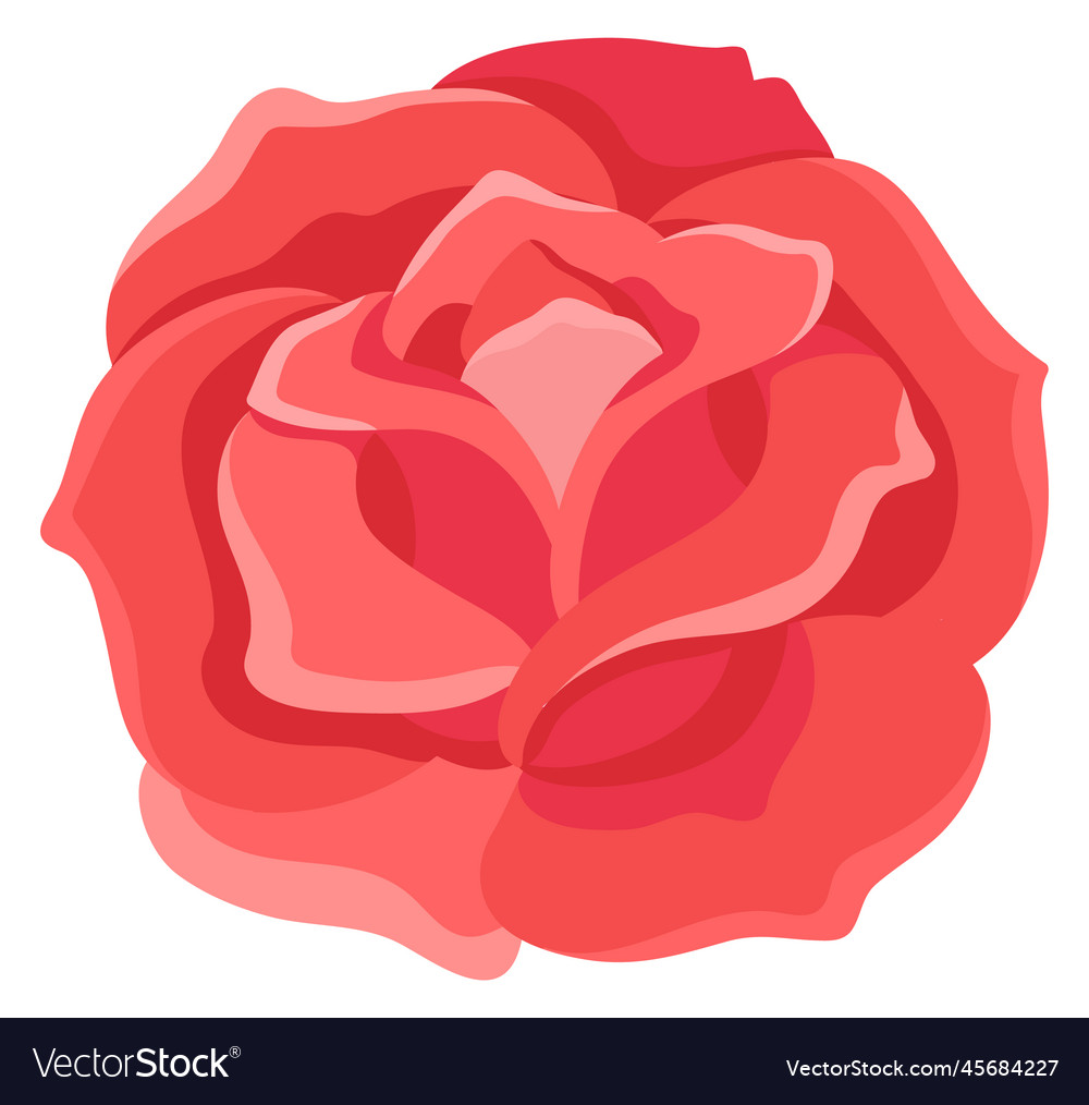 Red rose element decorative botany for floral