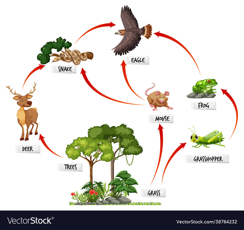 Diagram Showing Food Web In Rainforest Royalty Free Vector