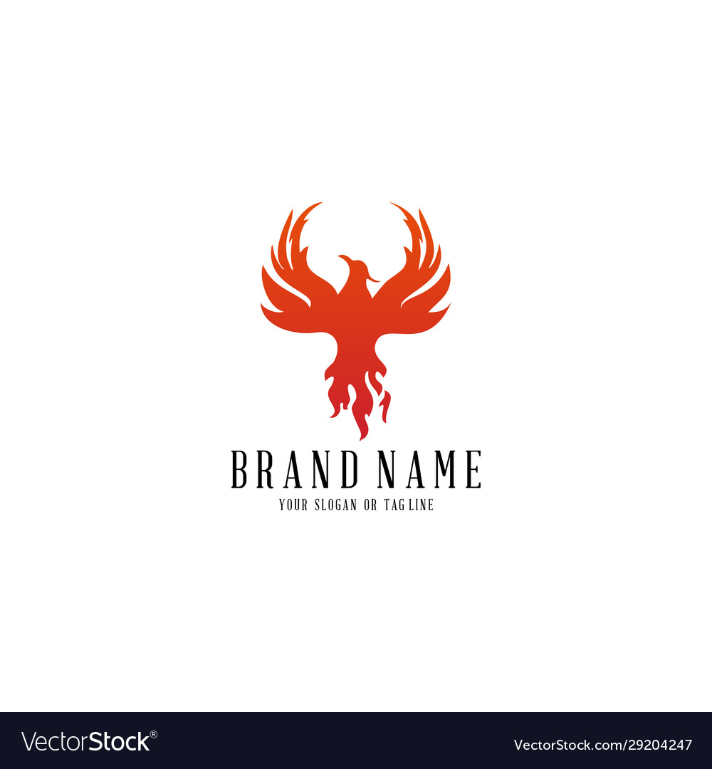 Logo design phoenix template white background Vector Image