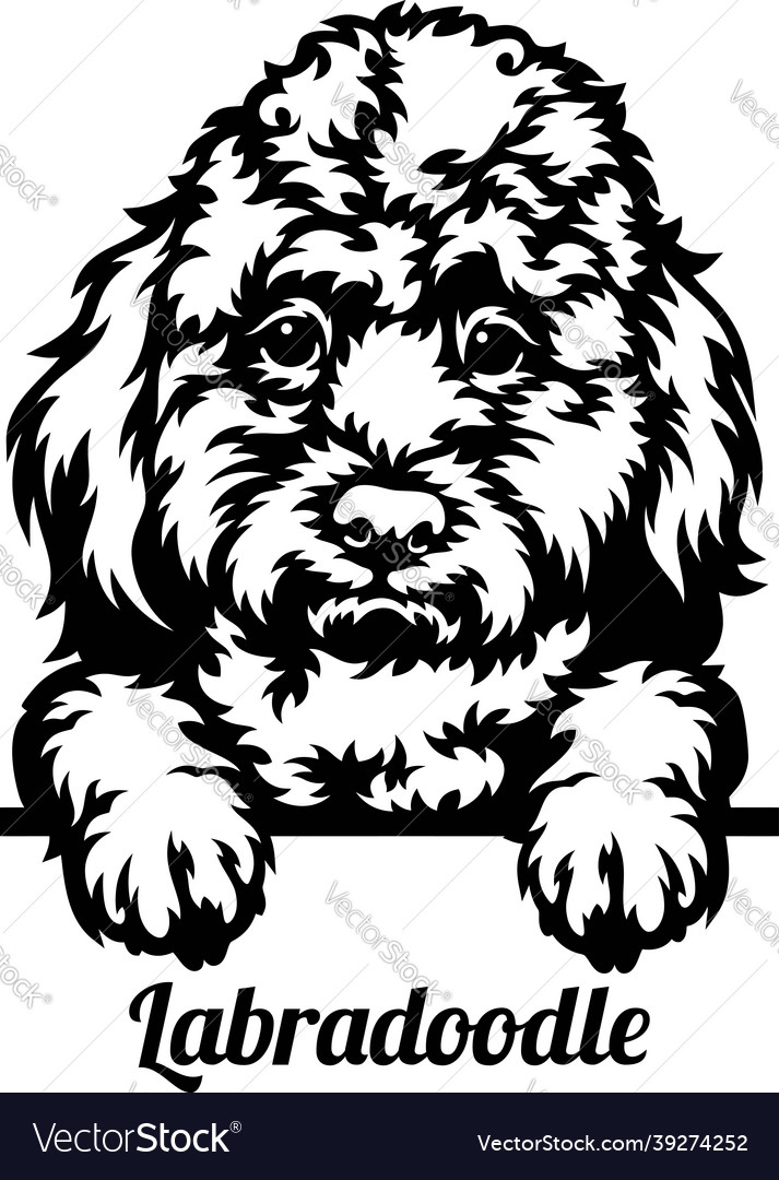 Labradoodle mix peeking dog - head isolated Vector Image