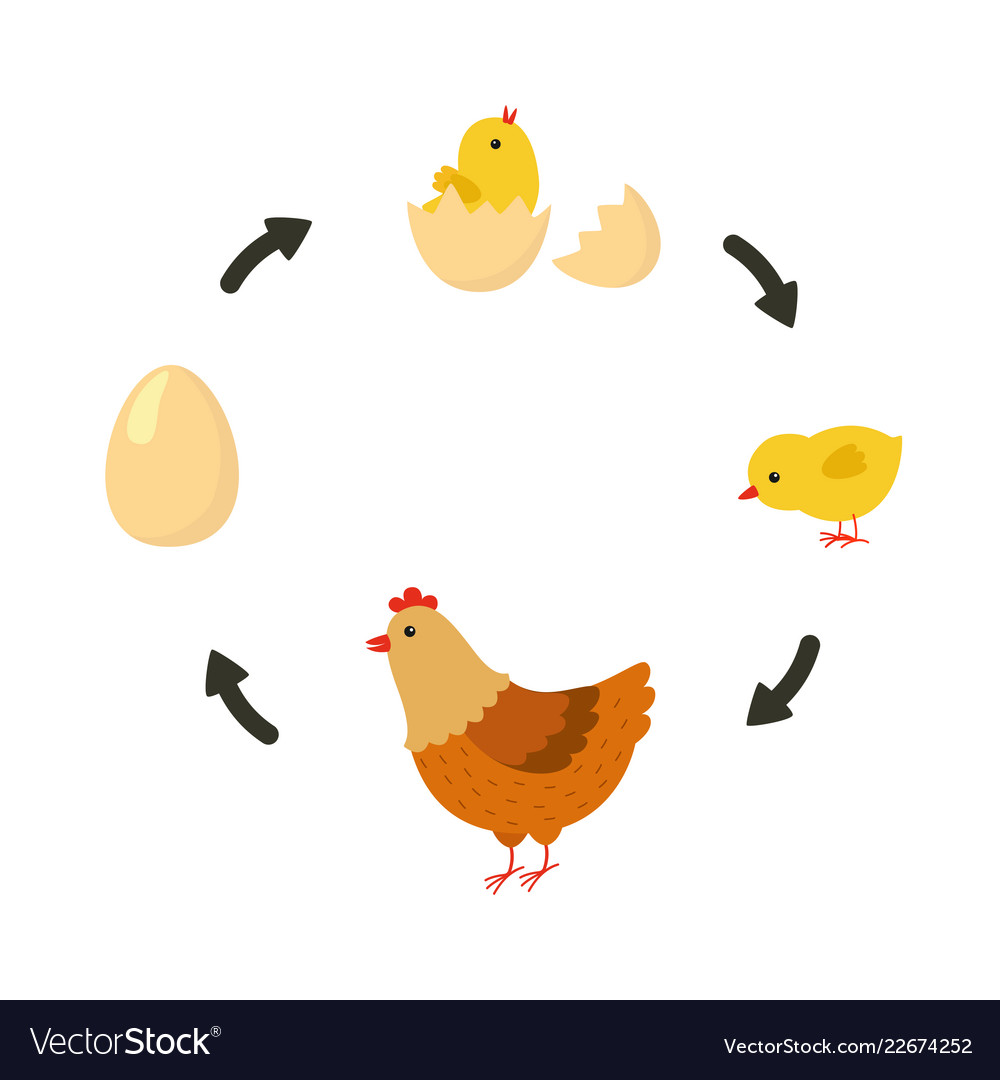 Life Cycle Of The Chicken Royalty Free Vector Image