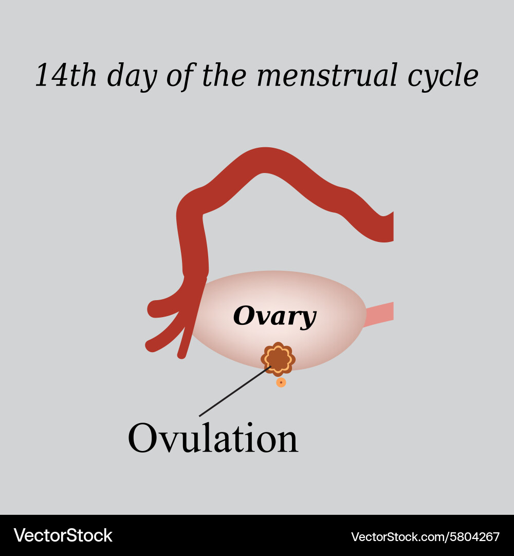 14 day menstrual cycle - ovulation Royalty Free Vector Image