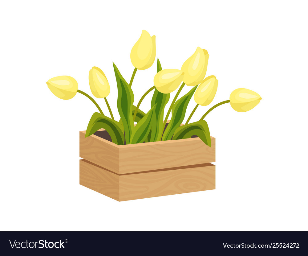 Yellow tulips grow in a box image on white