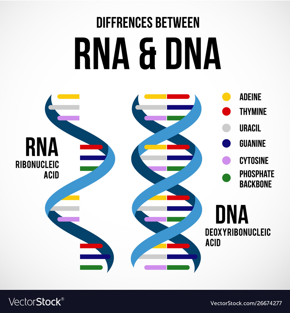 Differences Between Dna And Rna Scientific Icon Vector 26674277 