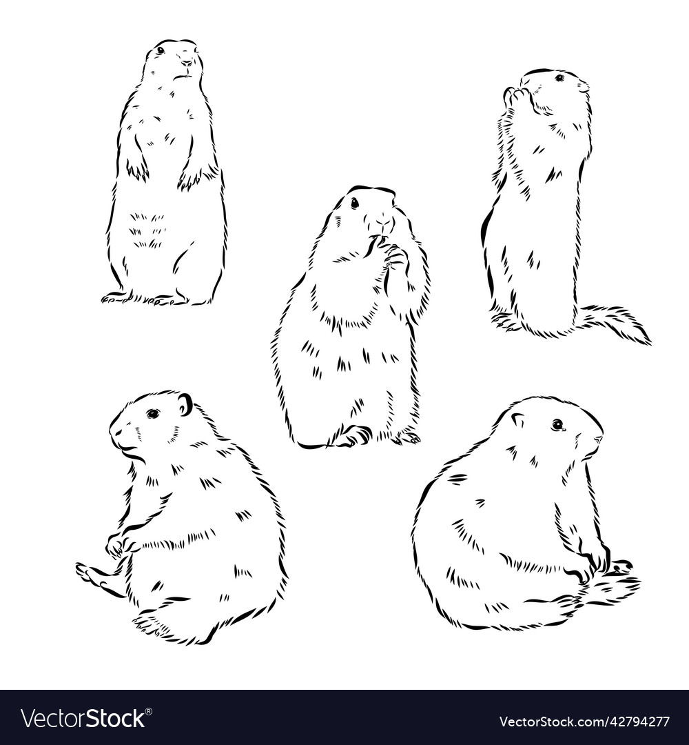 Set of hand drawn realistic groundhogs