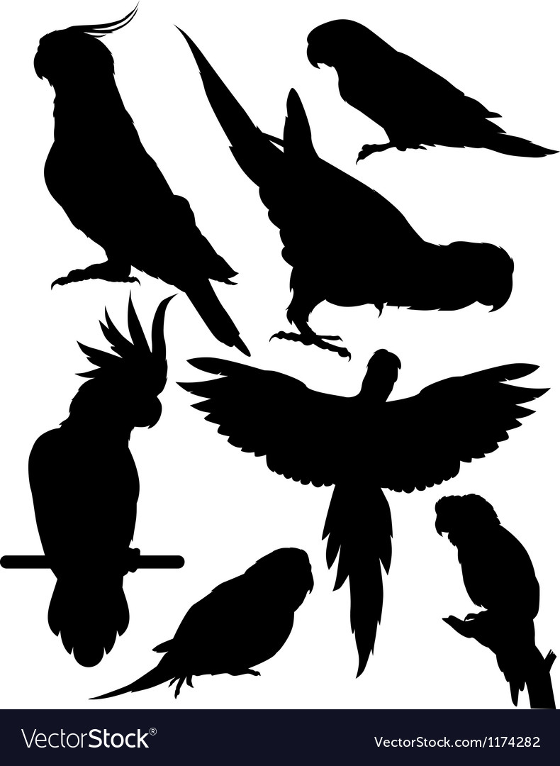 Silhouettes parrots Royalty Free Vector Image - VectorStock