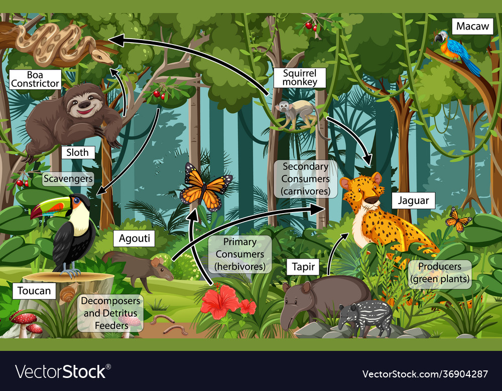 Simple Rainforest Food Chain