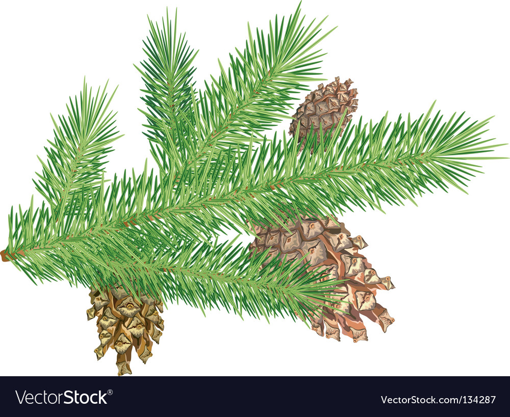 Pine cones